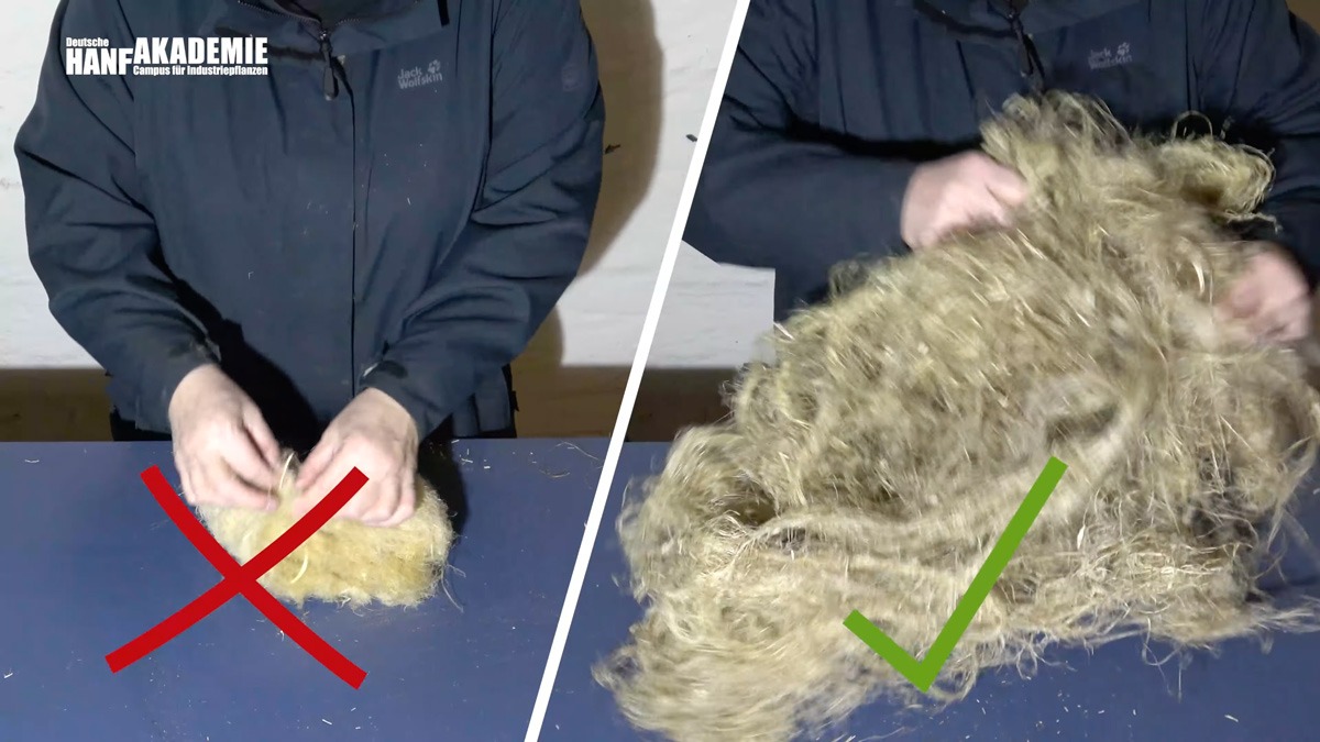 So erkennen Sie echten Hanf – unser Video zeigt, worauf Sie achten sollten
